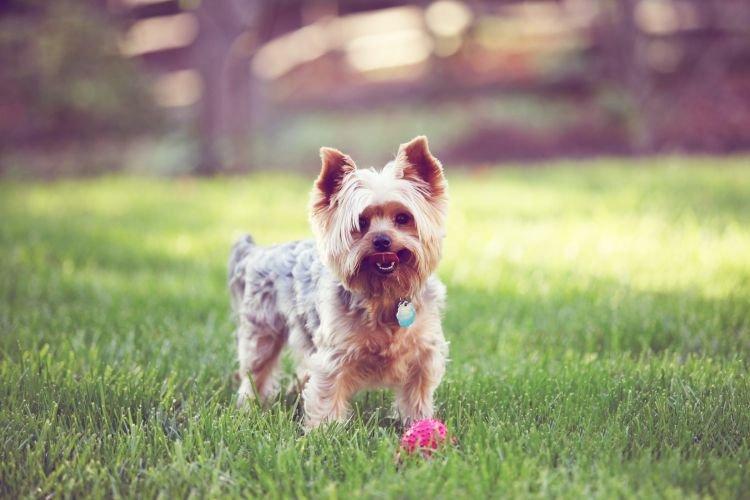 Formation - Yorkshire Terrier