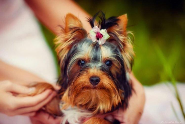 Yorkshire Terrier avec propriétaire