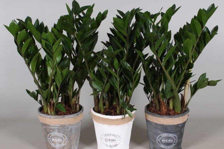 Conditions de détention - Soins à domicile Zamioculcas