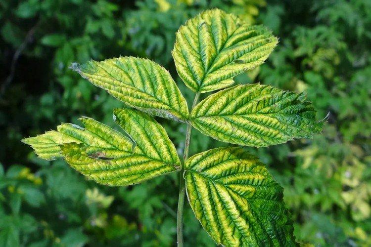 Vitriol de fer issu de la chlorose - utilisation en jardinage