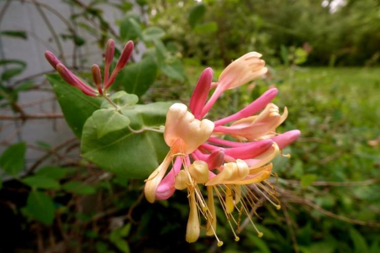 Chèvrefeuille américain - Types de chèvrefeuille