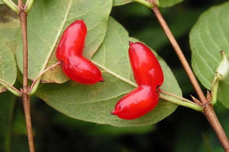 Chèvrefeuille Maksimovich - Types de chèvrefeuille