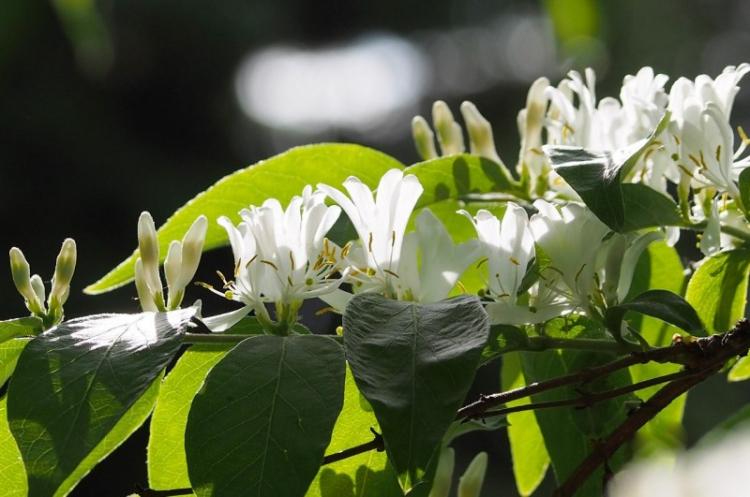 Chèvrefeuille de Maack - Types de chèvrefeuille