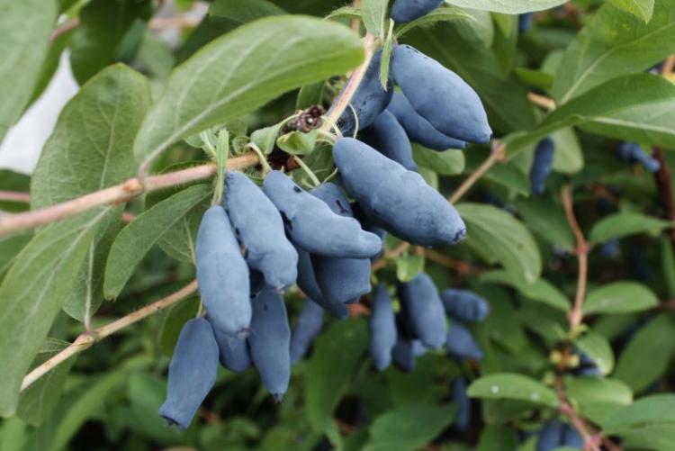 Température - Soin Chèvrefeuille