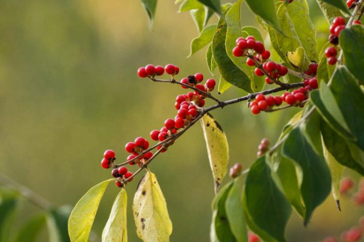 Éclairage - Soin du chèvrefeuille
