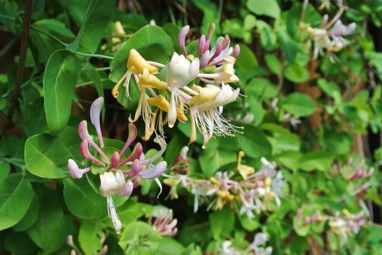 Taille - Soin du chèvrefeuille