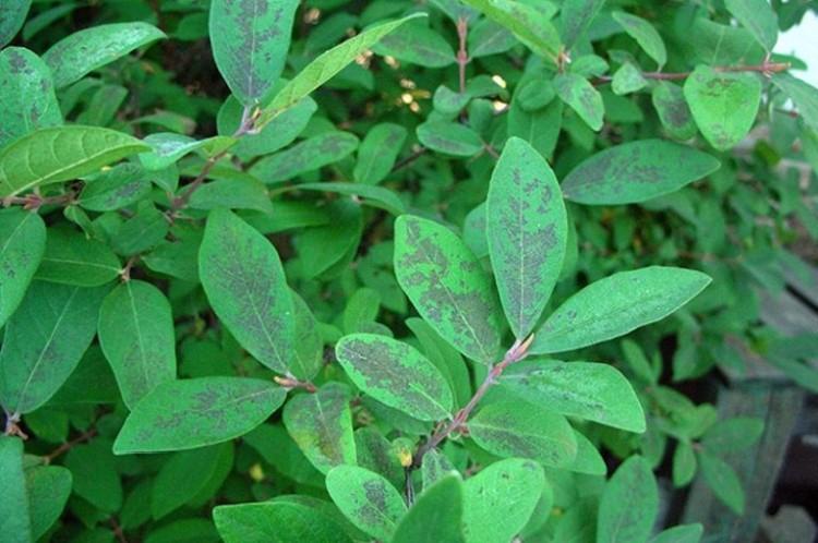 Lutte contre les parasites et les maladies - Chèvrefeuille