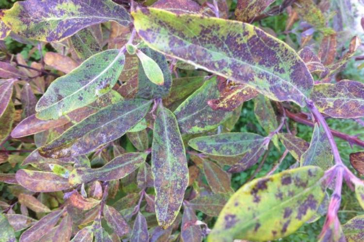 Lutte contre les parasites et les maladies - Chèvrefeuille