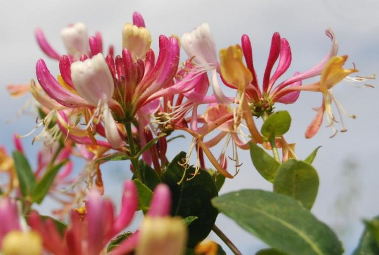 Chèvrefeuille - photo