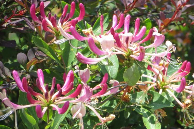 Chèvrefeuille - photo