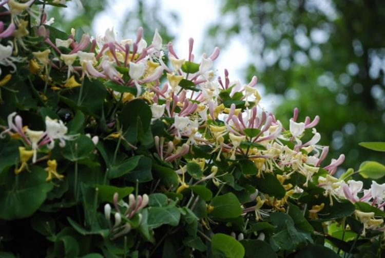 Chèvrefeuille - photo