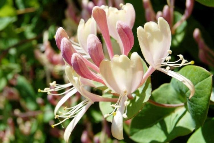 Chèvrefeuille - photo