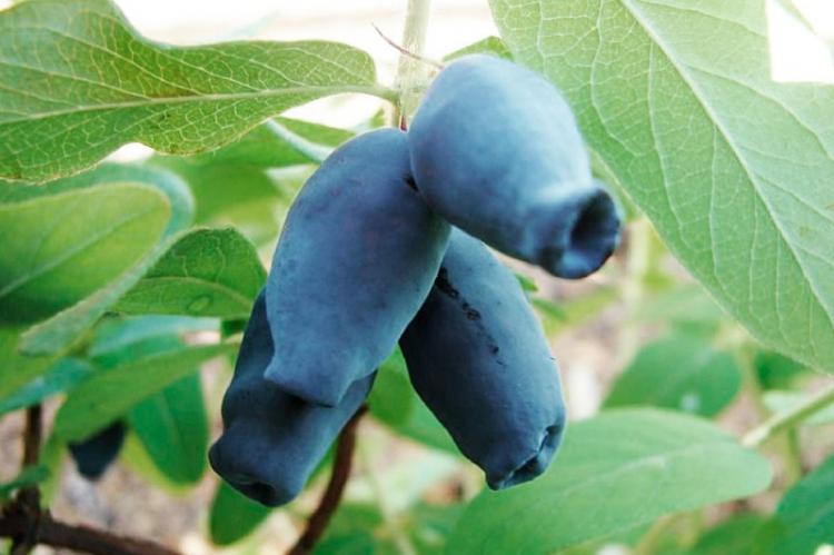 Chèvrefeuille - photo