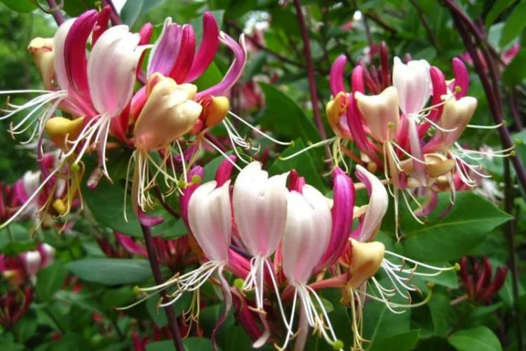 Chèvrefeuille - photo