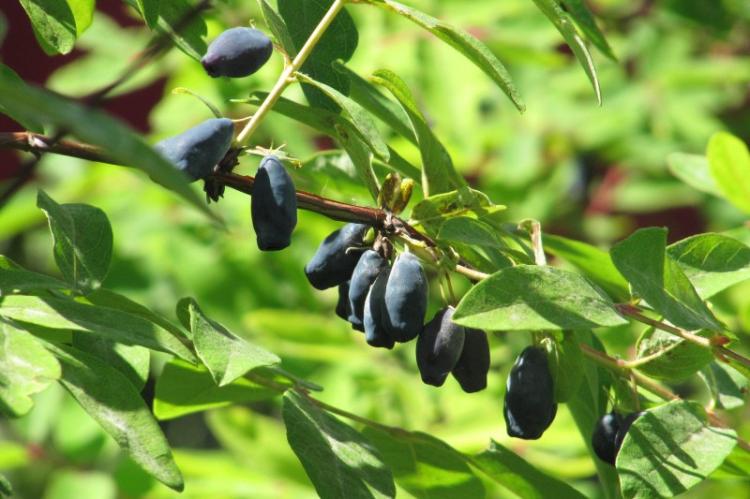 Chèvrefeuille - photo