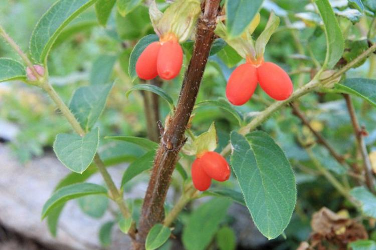 Chèvrefeuille - photo