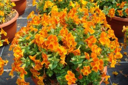 Mimulus (50 photos): types, soins et plantation en plein champ
